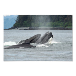 Humpback Whales Foto Afdruk