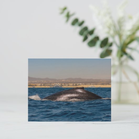 Humpback Whales in Mexico Briefkaart (Staand voorkant)