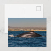 Humpback Whales in Mexico Briefkaart (Voorkant / Achterkant)