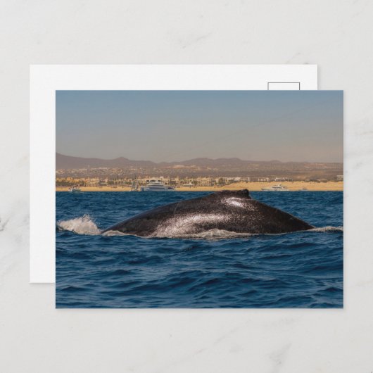 Humpback Whales in Mexico Briefkaart (Voorkant / Achterkant)