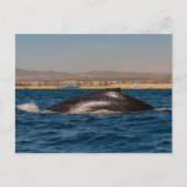 Humpback Whales in Mexico Briefkaart (Voorkant)