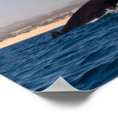 Humpback Whales in Mexico Poster (Hoek)