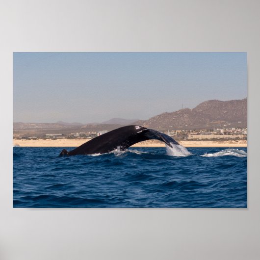 Humpback Whales in Mexico Poster (Voorkant)
