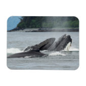 Humpback Whales Magneet (Horizontaal)