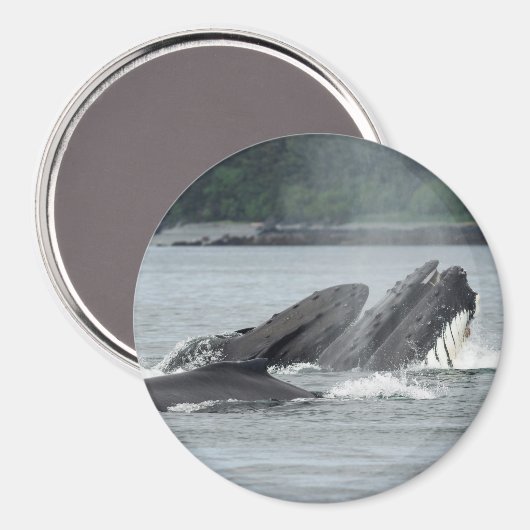 Humpback Whales Magneet (Voorkant / Achterkant)