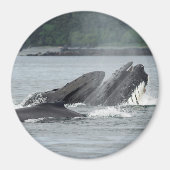 Humpback Whales Magneet (Voorkant)