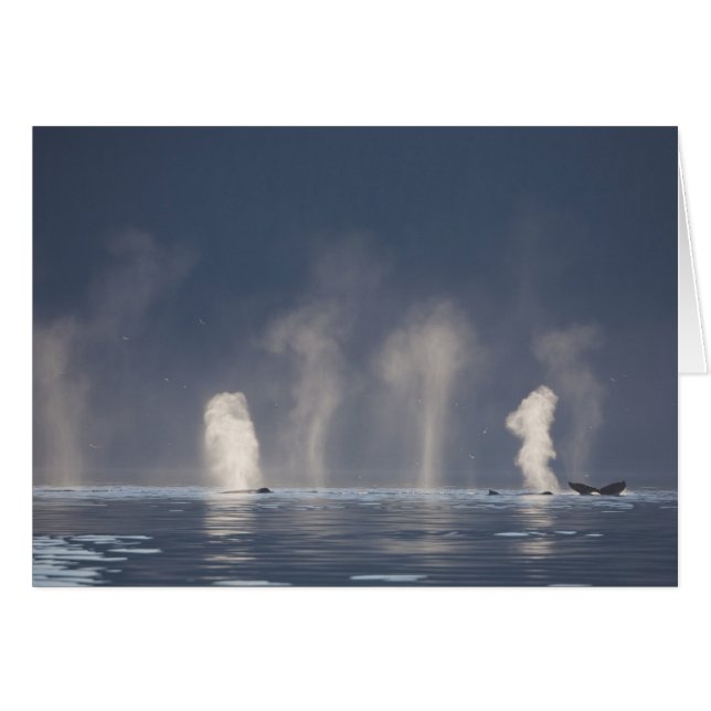 Humpback Whales Megaptera novaeangliae) (Voorkant Horizontaal)