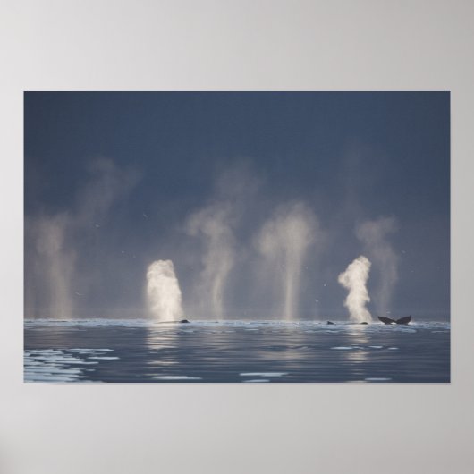 Humpback Whales Megaptera novaeangliae) Poster (Voorkant)