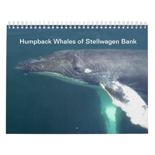 Humpback Whales of Stelwagen Bank Kalender (Hoes)