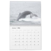 Humpback Whales of Stelwagen Bank Kalender (Jan 2026)