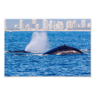 Humpback Whales Photo Print Foto Afdruk