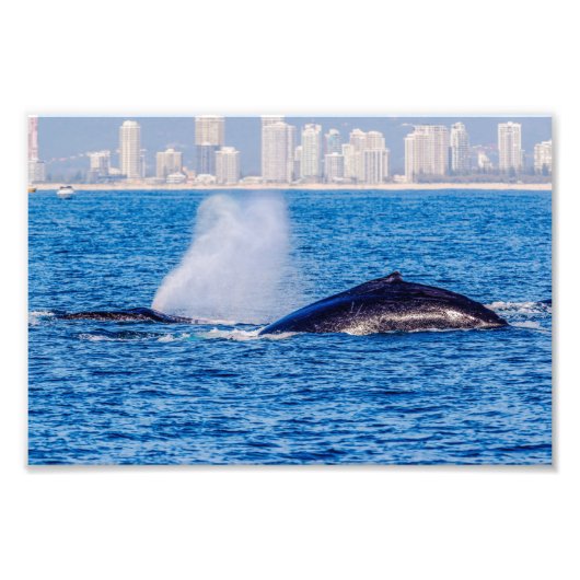 Humpback Whales Photo Print Foto Afdruk (Voorkant)