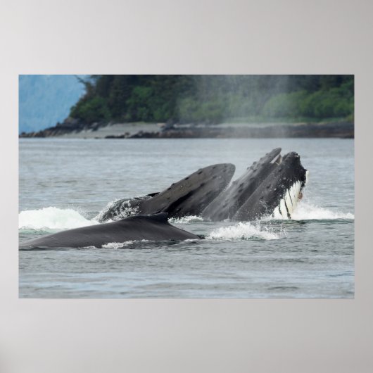Humpback Whales Poster (Voorkant)