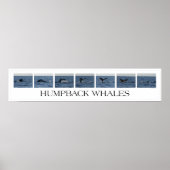 Humpback Whales Poster (Voorkant)