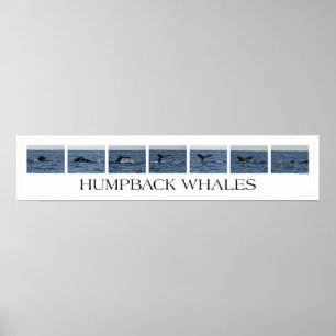 Humpback Whales Poster