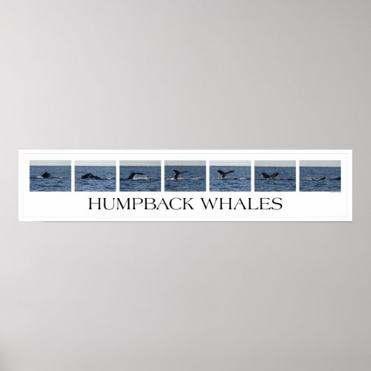 Humpback Whales Poster (Voorkant)