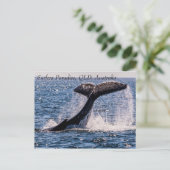 Humpback Whales Surfers Paradise Stille Oceaan Briefkaart (Staand voorkant)