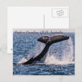 Humpback Whales Surfers Paradise Stille Oceaan Briefkaart (Voorkant / Achterkant)