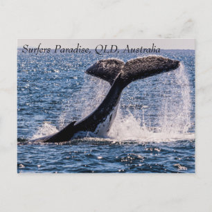 Humpback Whales Surfers Paradise Stille Oceaan Briefkaart