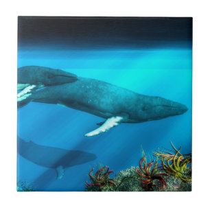 Humpback Whales Tegeltje