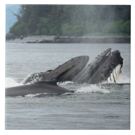 Humpback Whales Tegeltje (Voorkant)