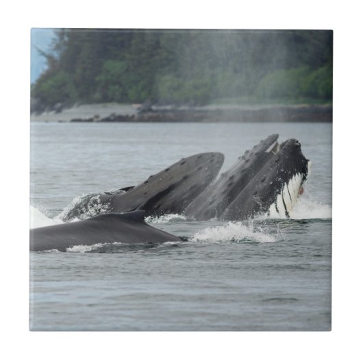 Humpback Whales Tegeltje (Voorkant)