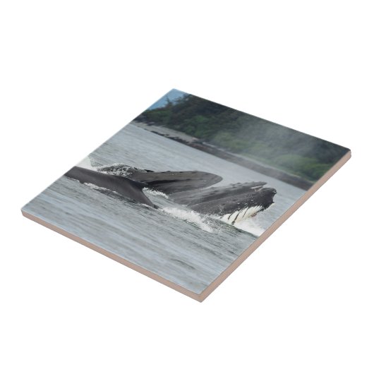 Humpback Whales Tegeltje (Zijkant)