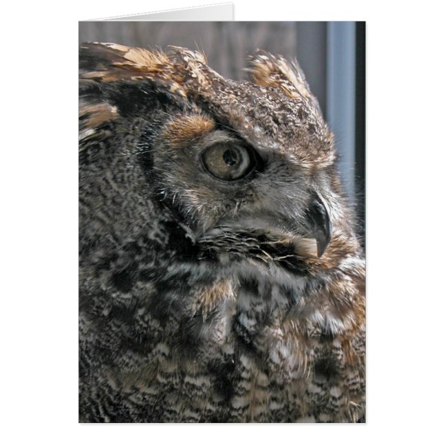 Humphrey (Voorkant)