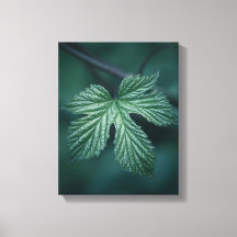 Humulus Leaf Natuur Foto