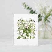 Humulus lupulus (Hop) Briefkaart (Staand voorkant)