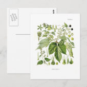 Humulus lupulus (Hop) Briefkaart (Voorkant / Achterkant)