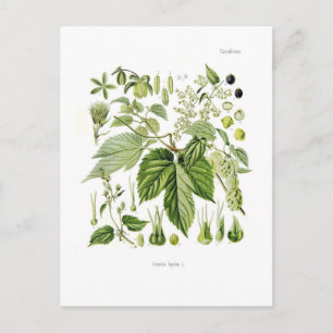 Humulus lupulus (Hop) Briefkaart