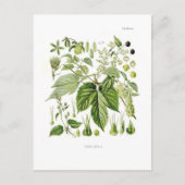 Humulus lupulus (Hop) Briefkaart (Voorkant)