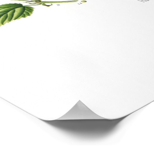 Humulus lupulus (hop) poster (Hoek)