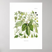 Humulus lupulus (hop) poster (Voorkant)