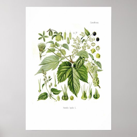 Humulus lupulus (hop) poster (Voorkant)