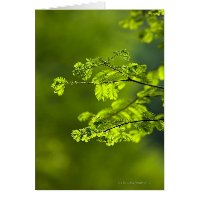 Hunan Province, China, Azië (Voorkant)