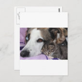 Hund, Katze, Freundschaft Briefkaart (Voorkant / Achterkant)