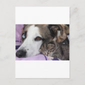 Hund, Katze, Freundschaft Briefkaart (Voorkant)