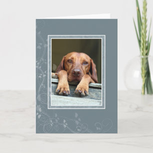 Hungarian Vizsla Blank Card 002 Kaart