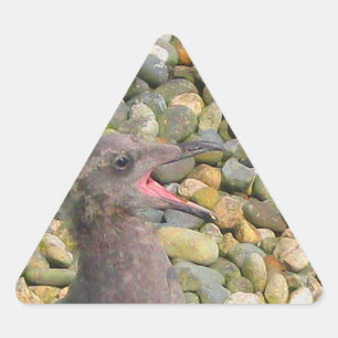 Hungry Baby Gull Sticker