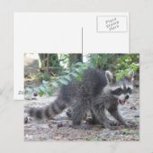 Hungry Baby Raccoon Briefkaart (Voorkant / Achterkant)