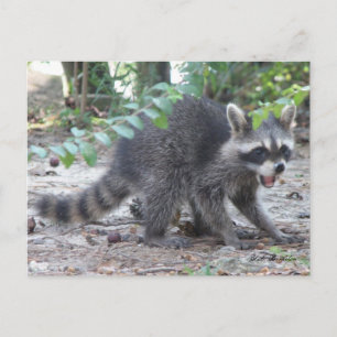 Hungry Baby Raccoon Briefkaart