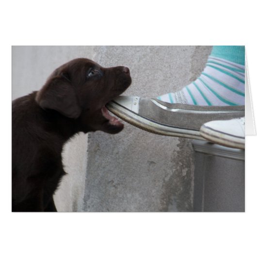 Hungry Brown Labrador Puppy (Voorkant Horizontaal)