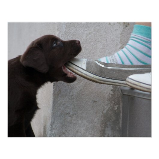 Hungry Brown Labrador Puppy Perfect Poster (Voorkant)