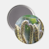 Hungry Cabbage White caterpilars Magnet (Voorkant / Achterkant)