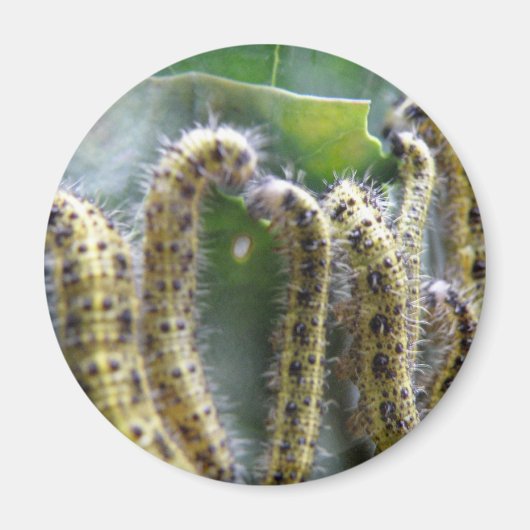 Hungry Cabbage White caterpilars Magnet (Voorkant)