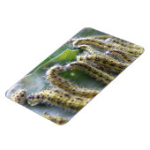 Hungry Cabbage White Caterpilars Premium Magnet Magneet (Linkerzijde)