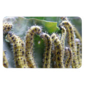 Hungry Cabbage White Caterpilars Premium Magnet Magneet (Horizontaal)