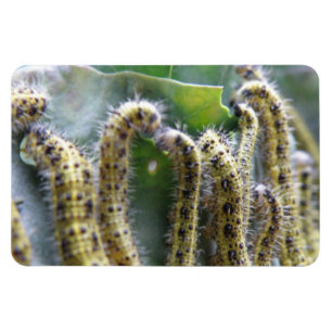 Hungry Cabbage White Caterpilars Premium Magnet Magneet